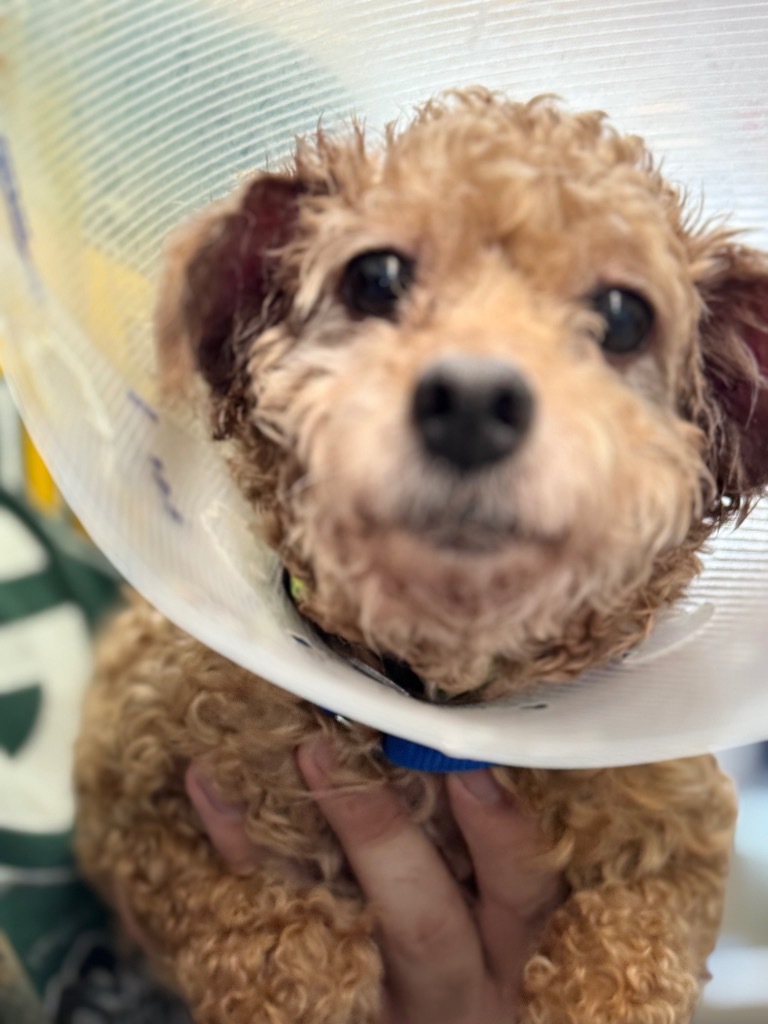 Poodle-1Bently, an adoptable Poodle in Crandon, WI, 54520 | Photo Image 1