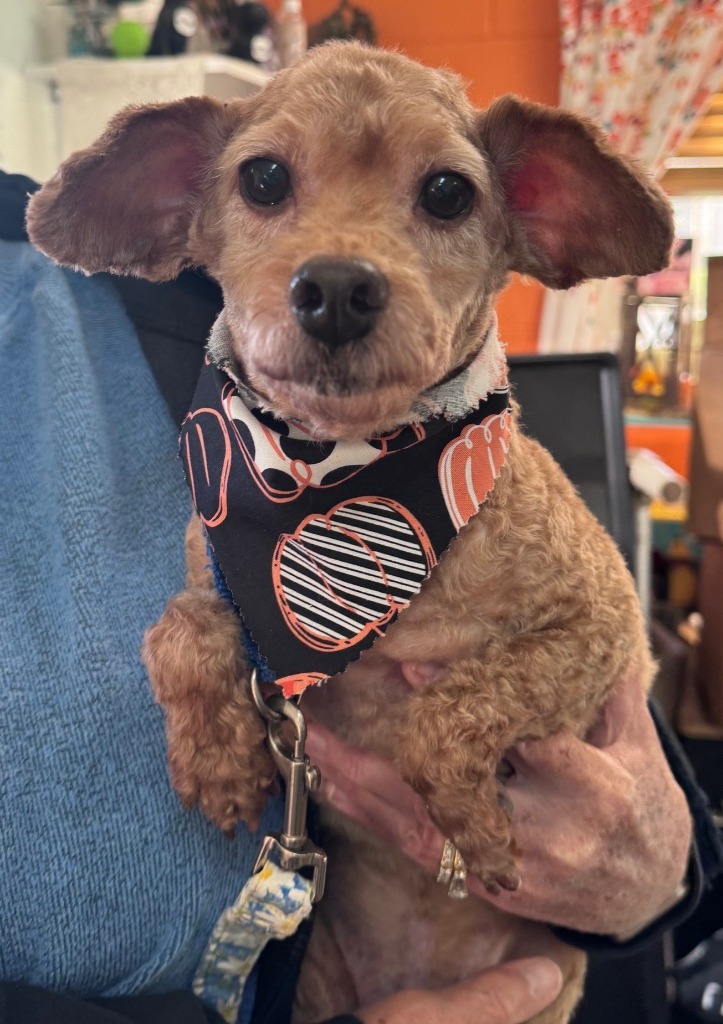 Bently, an adoptable Poodle in Crandon, WI, 54520 | Photo Image 1