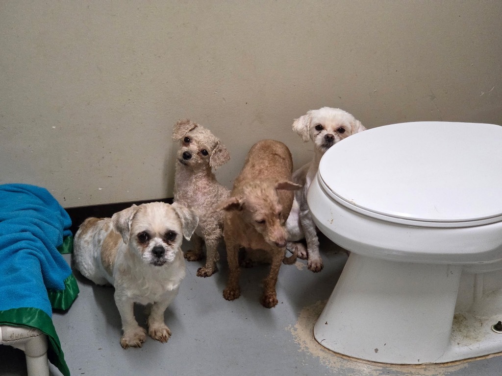 Poodle-1Bently