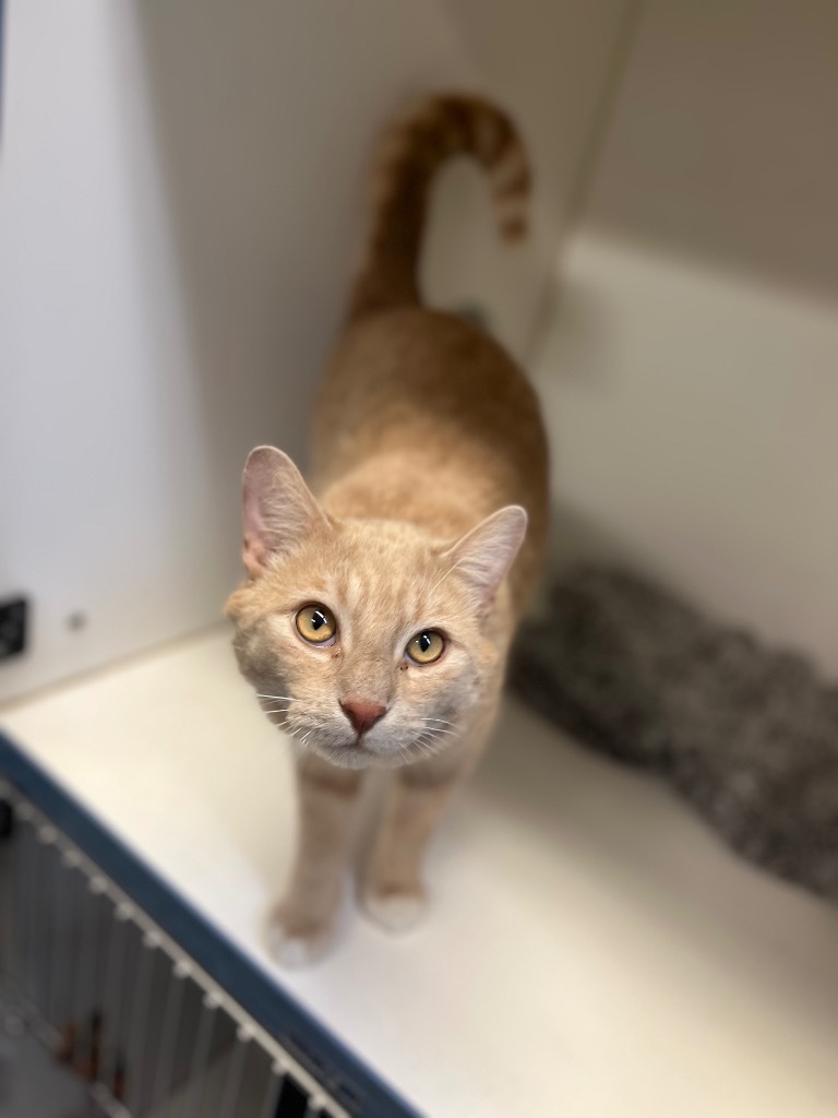 Odie, an adoptable Domestic Short Hair in Crandon, WI, 54520 | Photo Image 1