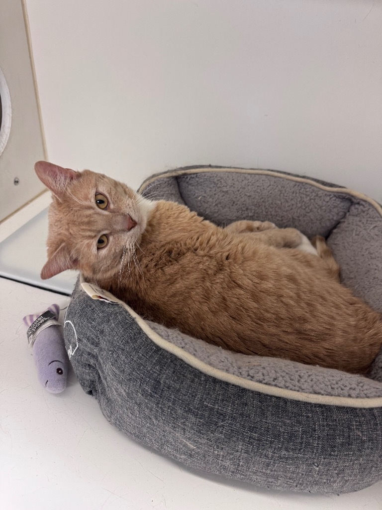 Odie, an adoptable Domestic Short Hair in Crandon, WI, 54520 | Photo Image 2