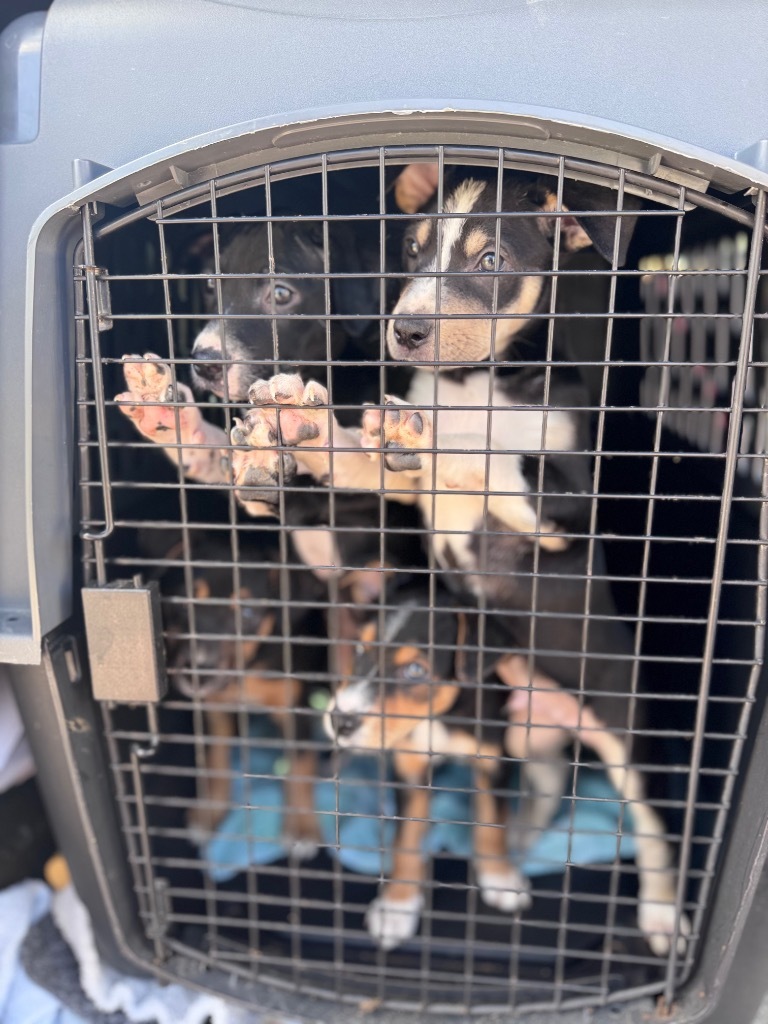 Rayne_puppy 1, an adoptable Australian Kelpie, Mixed Breed in Crandon, WI, 54520 | Photo Image 1