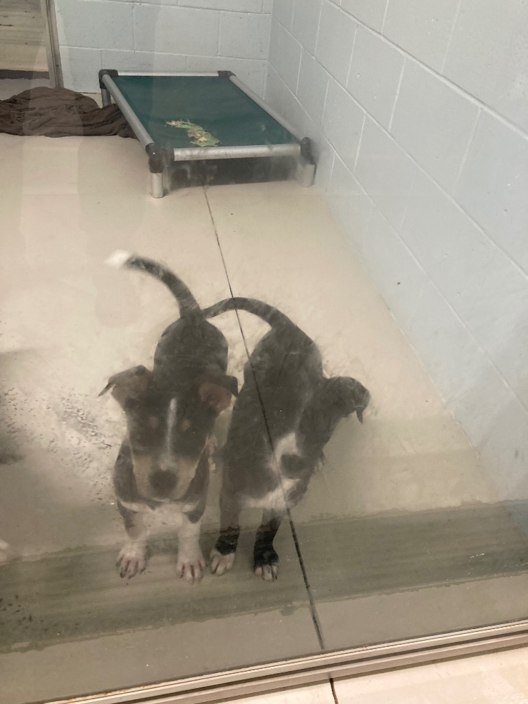Rayne_puppy 7, an adoptable Australian Kelpie, Mixed Breed in Crandon, WI, 54520 | Photo Image 1