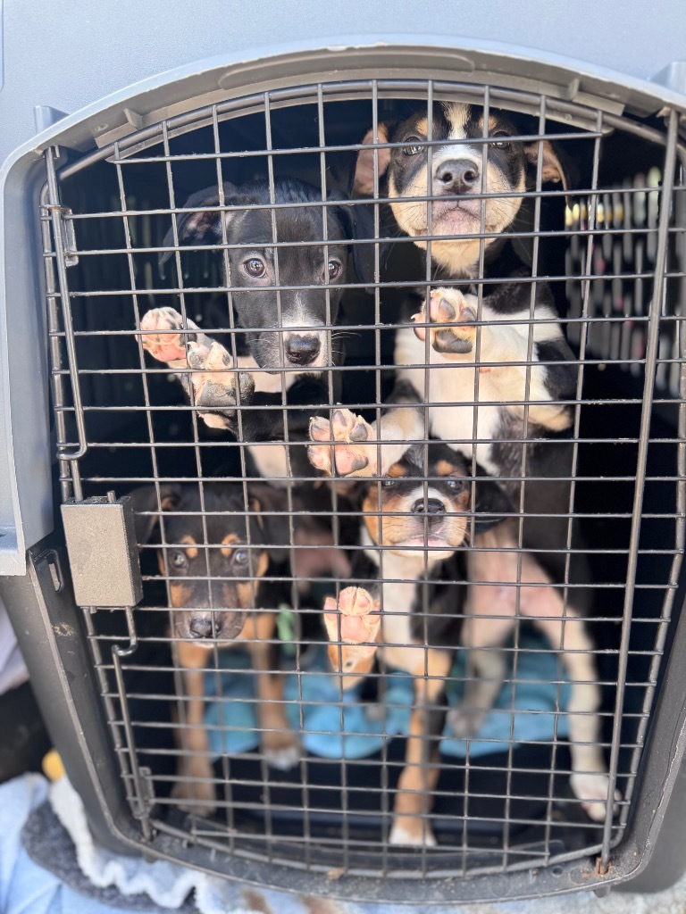 Rayne_puppy 7, an adoptable Australian Kelpie, Mixed Breed in Crandon, WI, 54520 | Photo Image 2