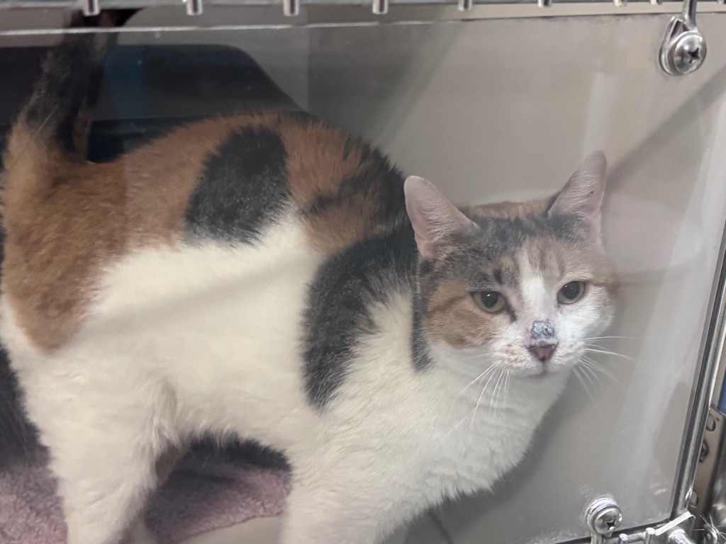 KiKi, an adoptable Calico in Crandon, WI, 54520 | Photo Image 1