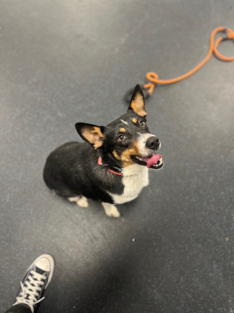 Oscar, an adoptable Corgi, Mixed Breed in Crandon, WI, 54520 | Photo Image 1