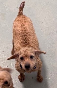 Poodle-3Taffy