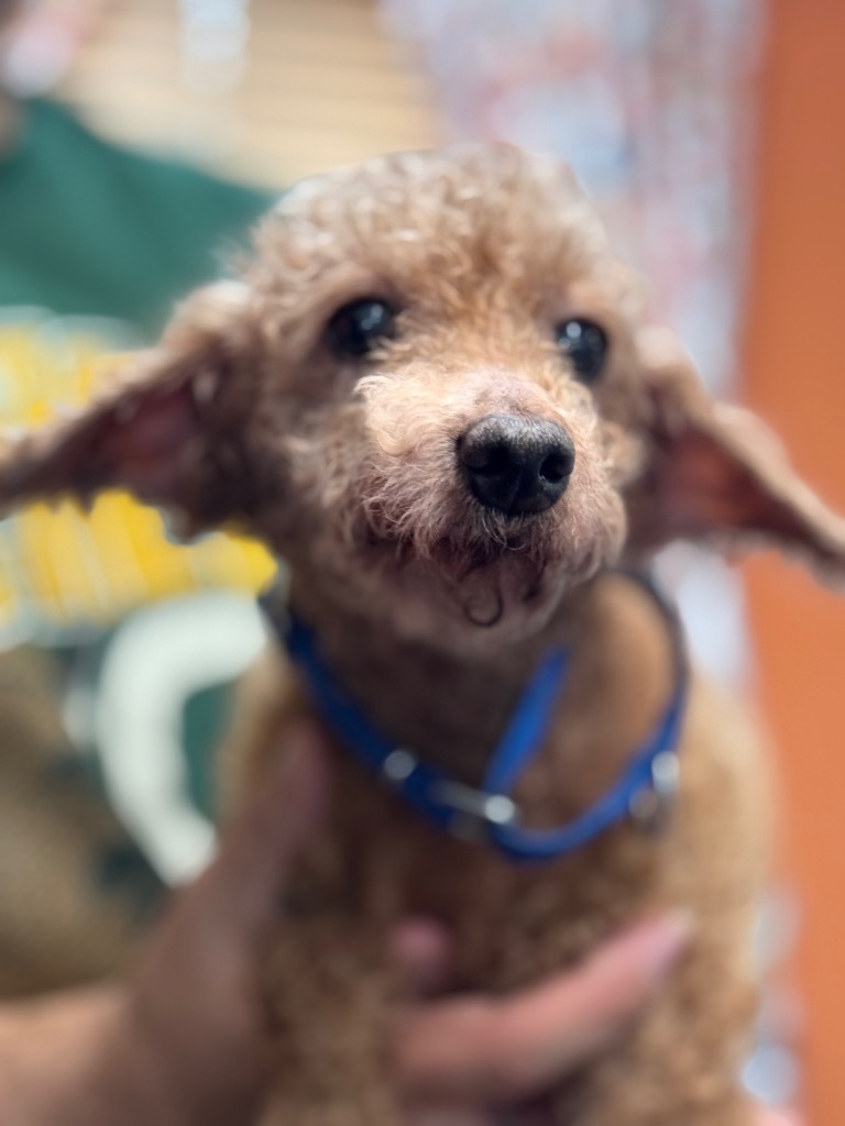 Poodle-3Taffy, an adoptable Poodle in Crandon, WI, 54520 | Photo Image 1