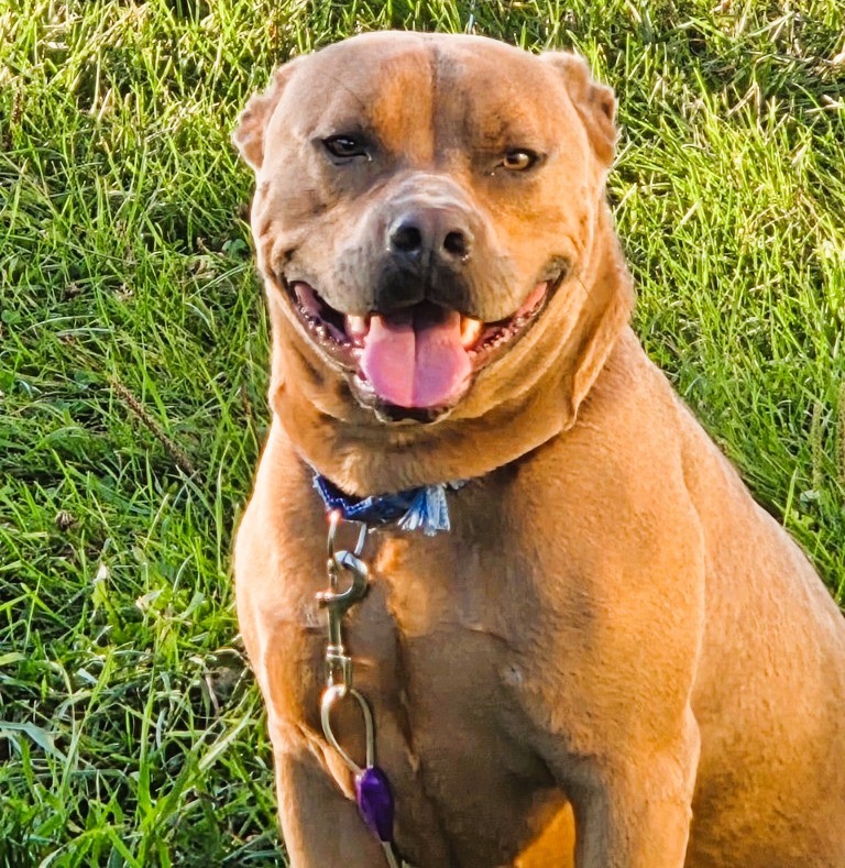 Bourbon, an adoptable Mixed Breed in Crandon, WI, 54520 | Photo Image 1