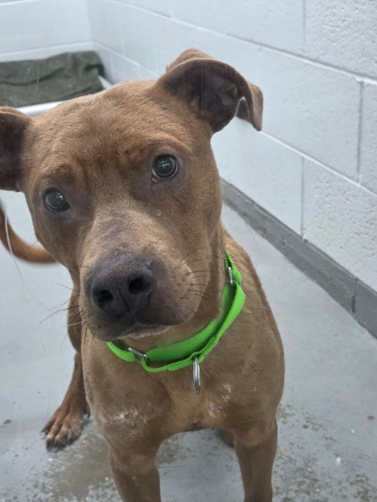 Milo, an adoptable Mixed Breed in Crandon, WI, 54520 | Photo Image 1