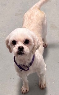 Shihtzu_2 Pokey