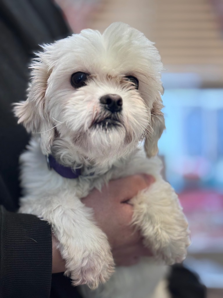 Shihtzu_2 Pokey, an adoptable Shih Tzu, Poodle in Crandon, WI, 54520 | Photo Image 1