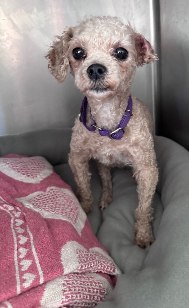 Poodle-2 Buttons