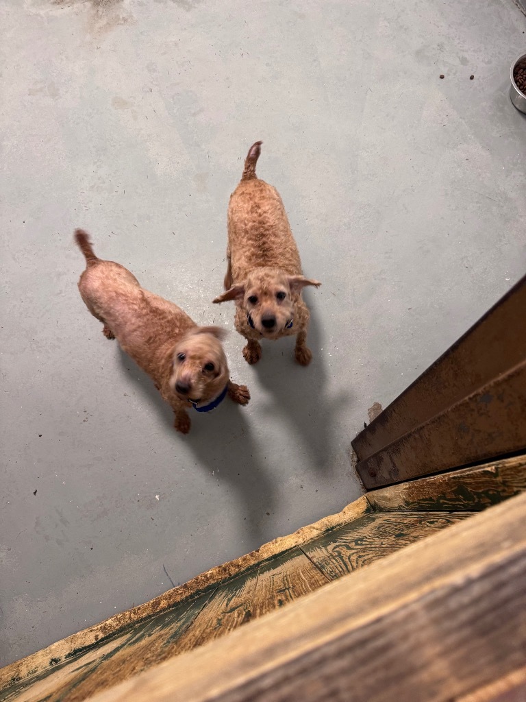 Poodle-4 Peaches