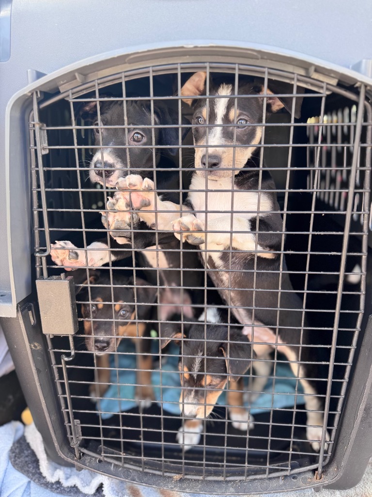 Rayne_puppy 6, an adoptable Australian Kelpie, Mixed Breed in Crandon, WI, 54520 | Photo Image 1