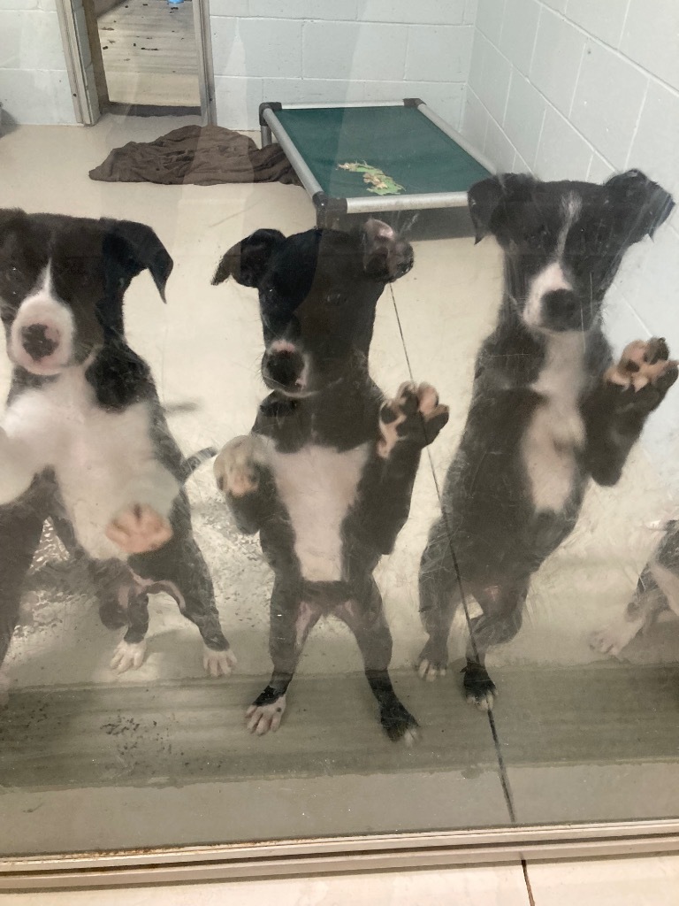 Rayne_puppy 6, an adoptable Australian Kelpie, Mixed Breed in Crandon, WI, 54520 | Photo Image 1