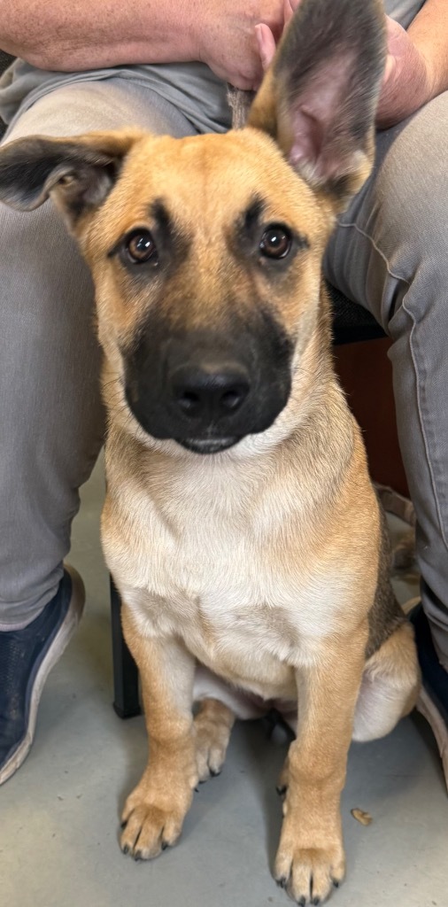 Harper, an adoptable German Shepherd Dog in Crandon, WI, 54520 | Photo Image 1