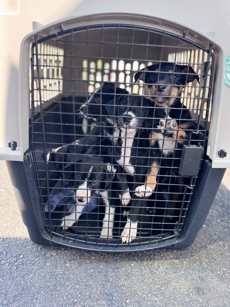 Rayne_puppy 8, an adoptable Husky, Australian Kelpie in Crandon, WI, 54520 | Photo Image 1