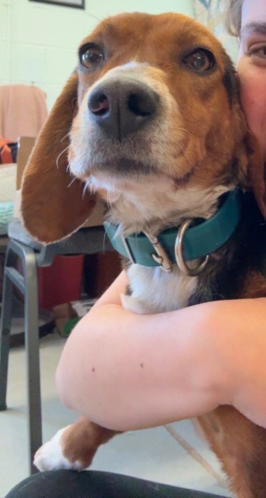 Pearl, an adoptable Beagle in Crandon, WI, 54520 | Photo Image 1