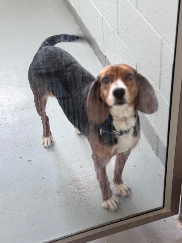 Pearl, an adoptable Beagle in Crandon, WI, 54520 | Photo Image 2