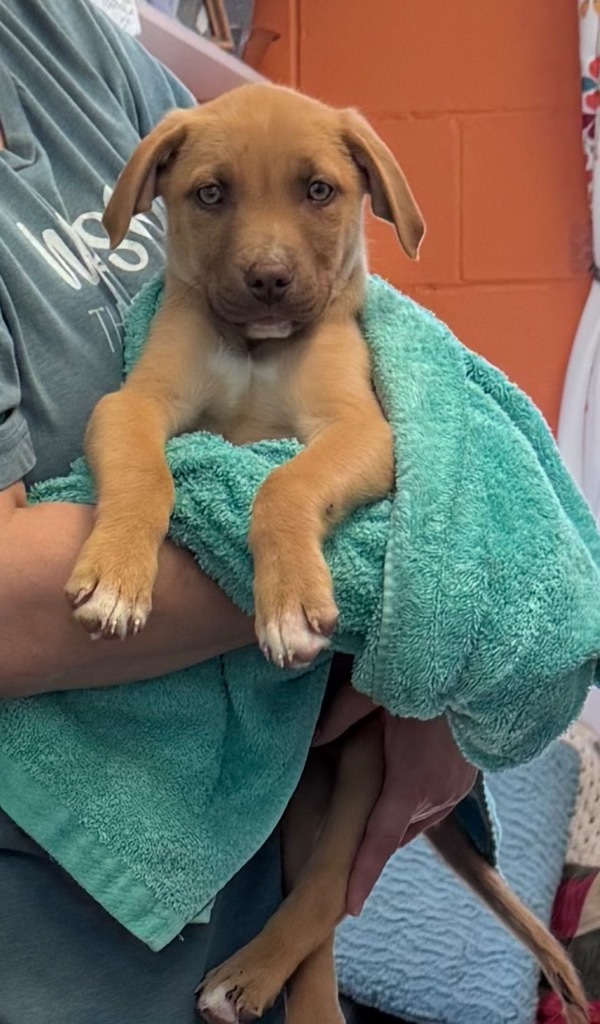 Pup2 Tango