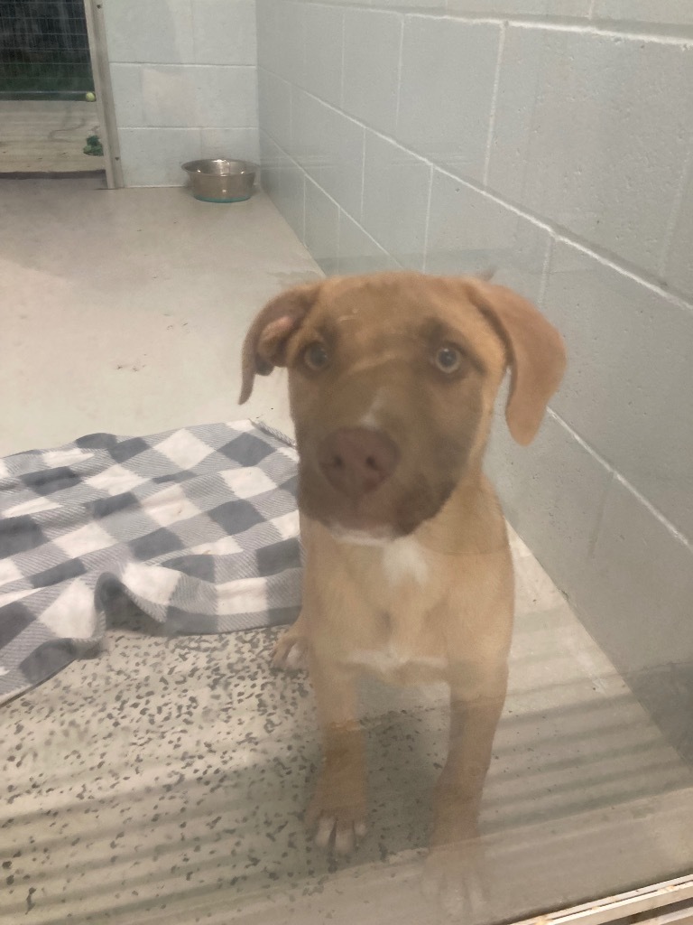 Pup2 Tango, an adoptable Mixed Breed in Crandon, WI, 54520 | Photo Image 1