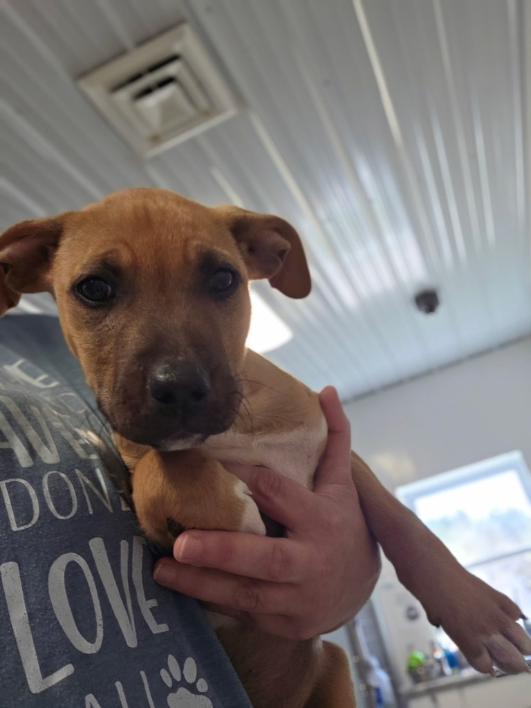 Pup3 Cash, an adoptable Mixed Breed in Crandon, WI, 54520 | Photo Image 1