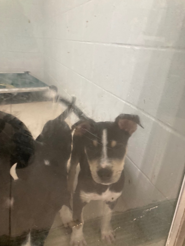 Rayne_puppy 4, an adoptable Australian Kelpie, Mixed Breed in Crandon, WI, 54520 | Photo Image 1
