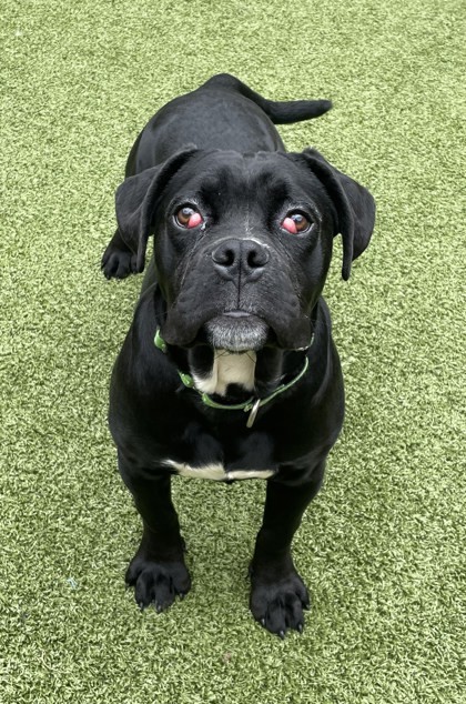 Obie