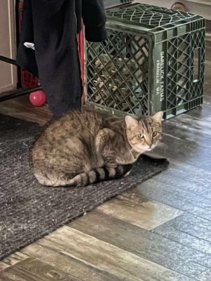 Change, Young Male Domestic Short Hair