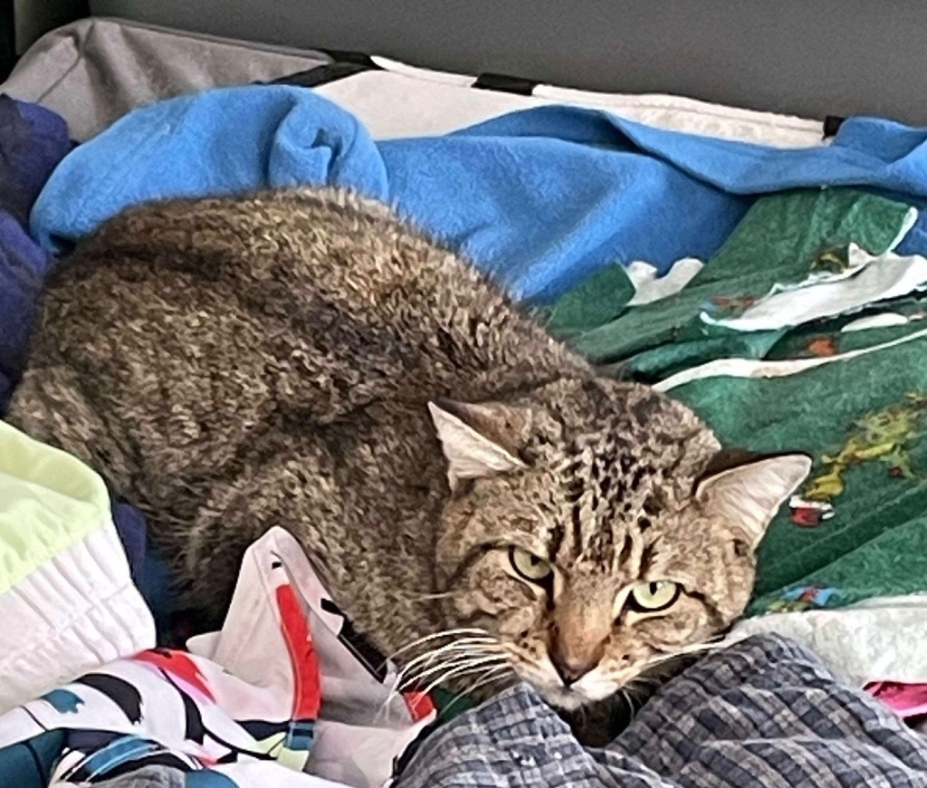 Change, an adoptable Domestic Short Hair in Gorham, ME, 04038 | Photo Image 2