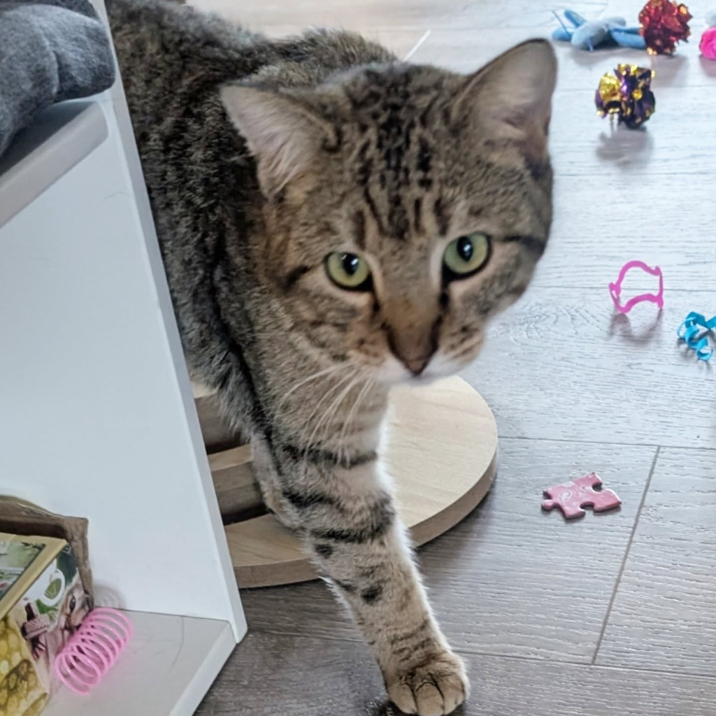 Change, an adoptable Domestic Short Hair in Gorham, ME, 04038 | Photo Image 3