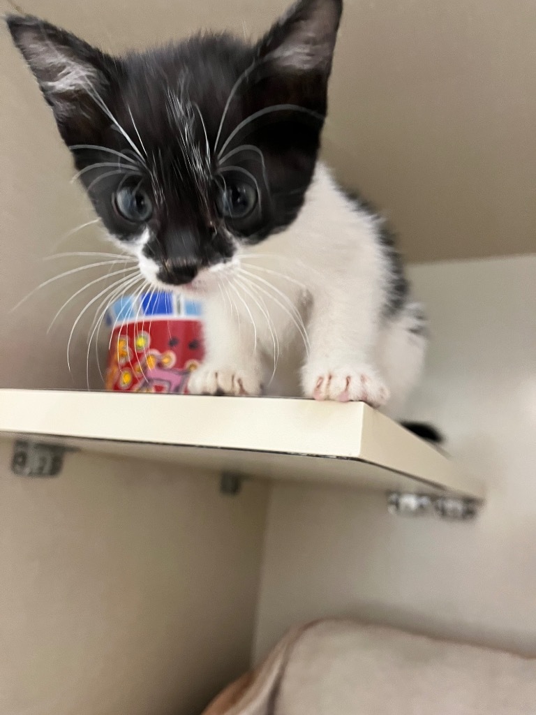 Baby Dill, an adoptable Domestic Short Hair in Winnipeg, MB, R3H 0M1 | Photo Image 1