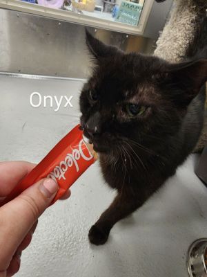 Onyx, Adult Male unknown