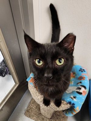 Onyx, Adult Male unknown
