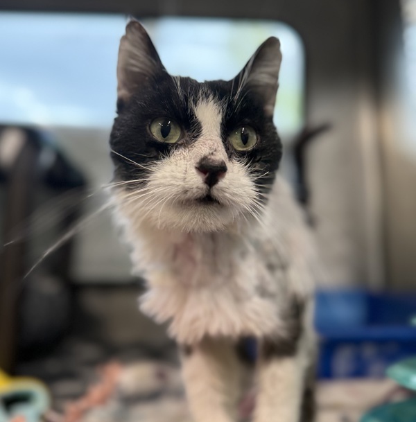 Milo