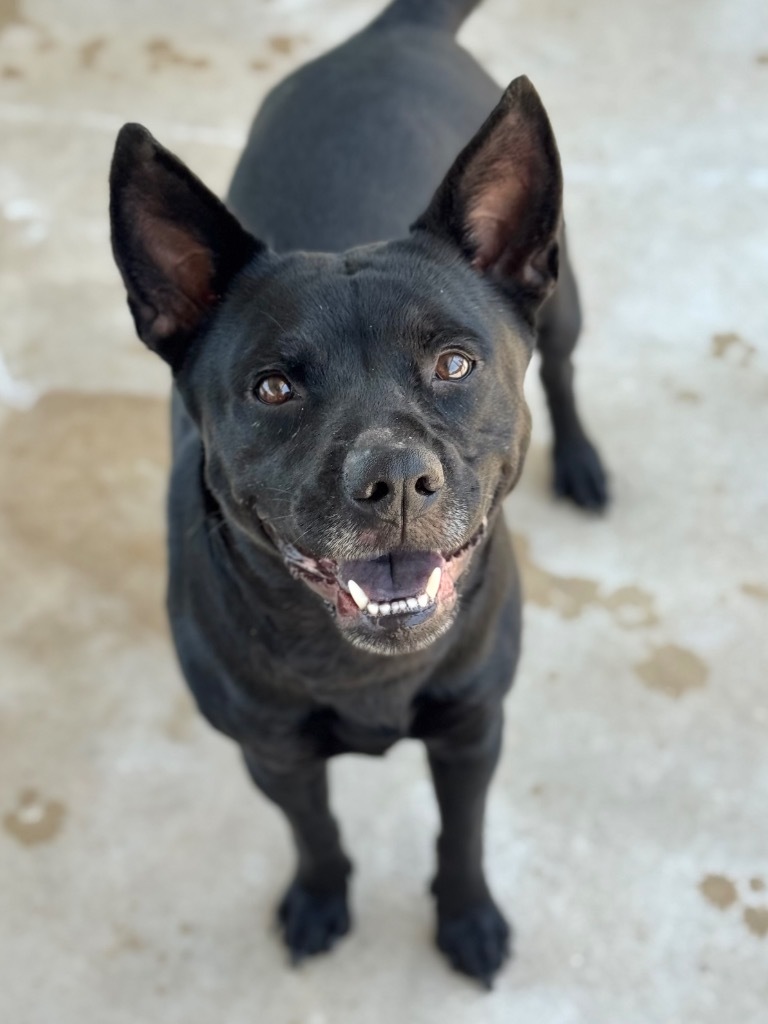 Remi