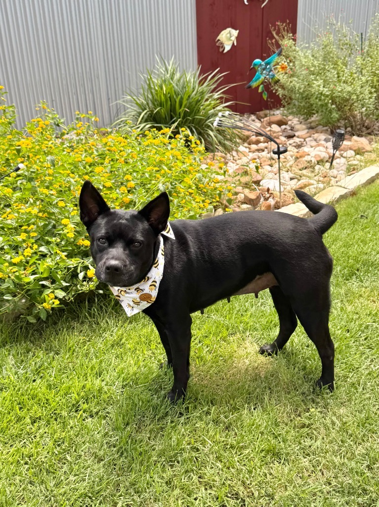 Remi