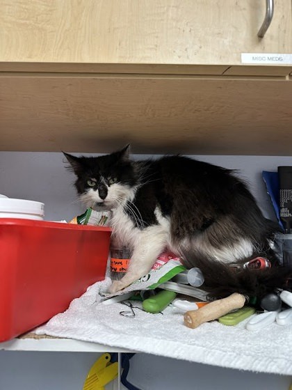 Forest - Barn Buddy, an adoptable Domestic Long Hair, Domestic Short Hair in Gwinn, MI, 49841 | Photo Image 1