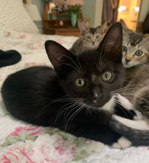 Perilla is a typical kitten who loves to explore and play with his siblings He must be adopted with