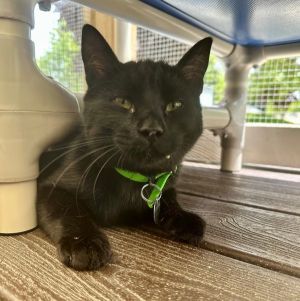 Toby Domestic Short Hair Cat