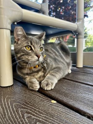 Henry Domestic Short Hair Cat