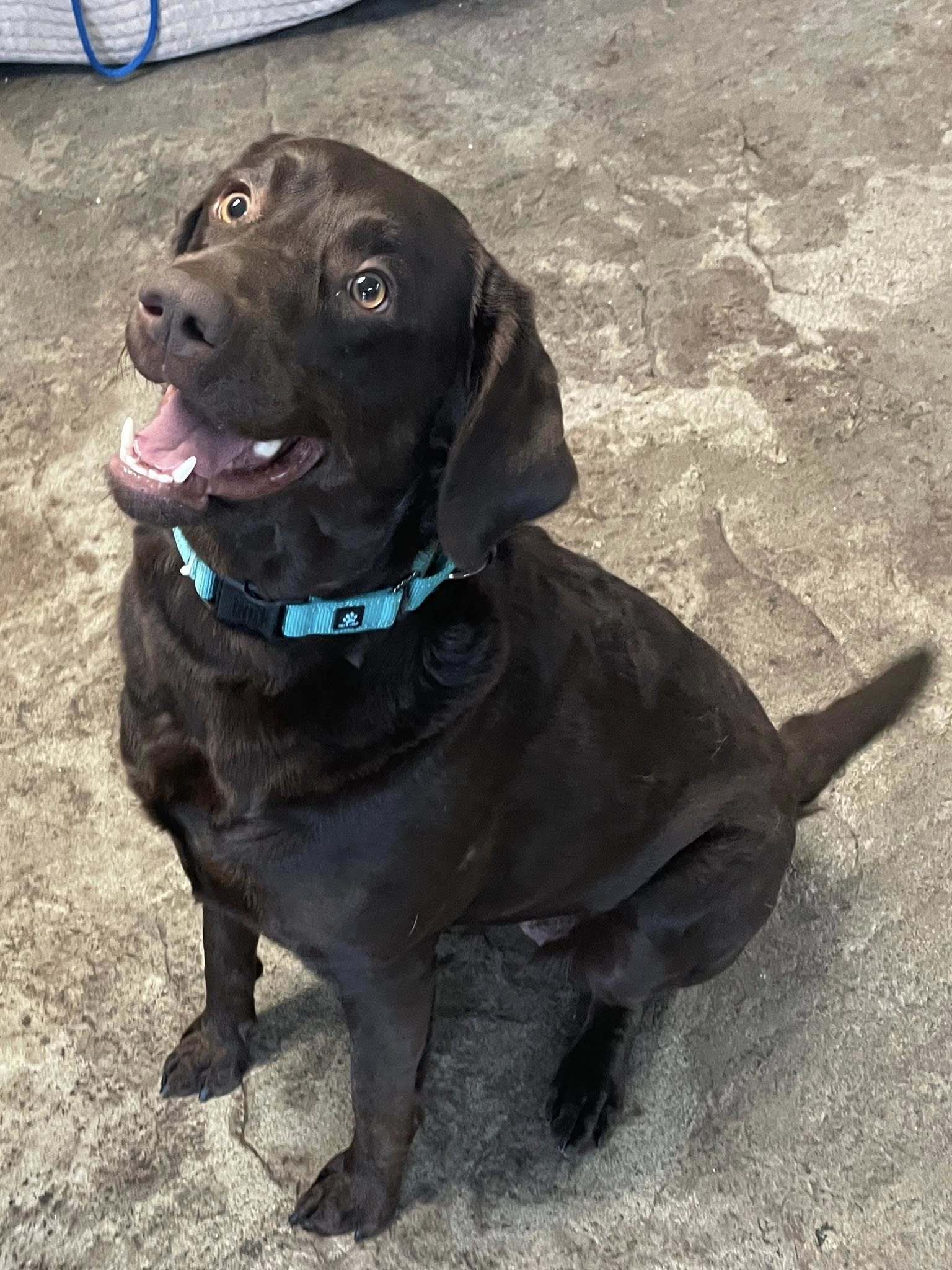Lila
