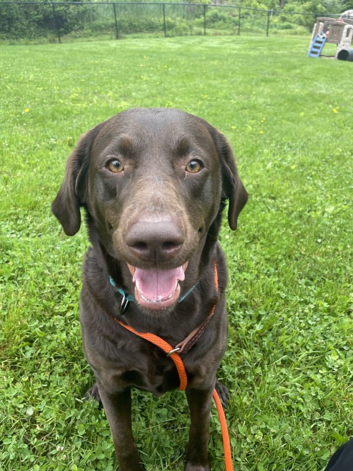 Lila
