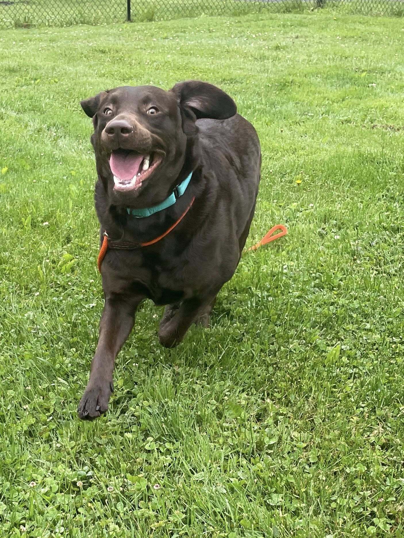 Lila