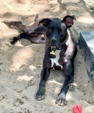 Hudson Labrador Retriever Dog