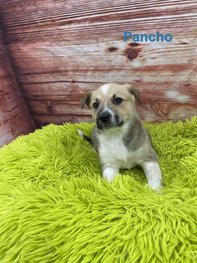 Pancho