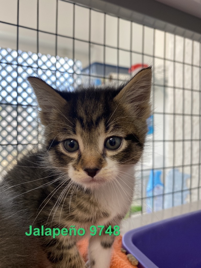 Jalapeno