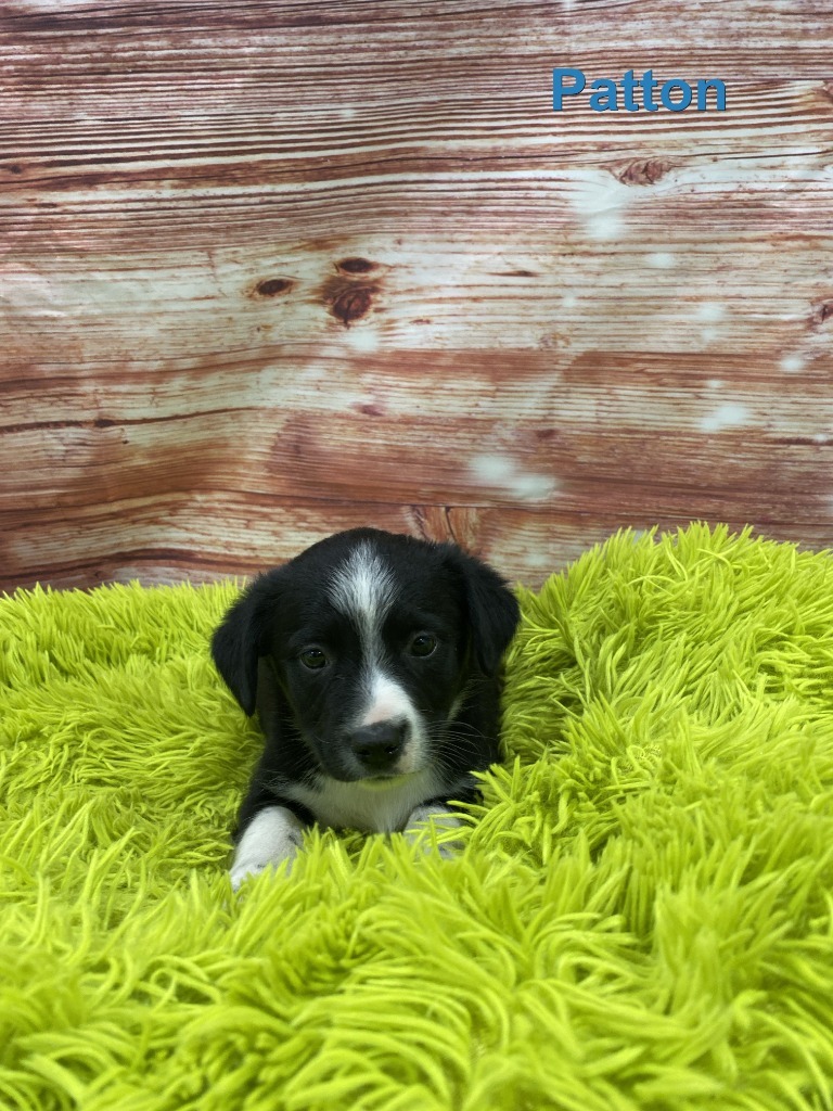 Patton