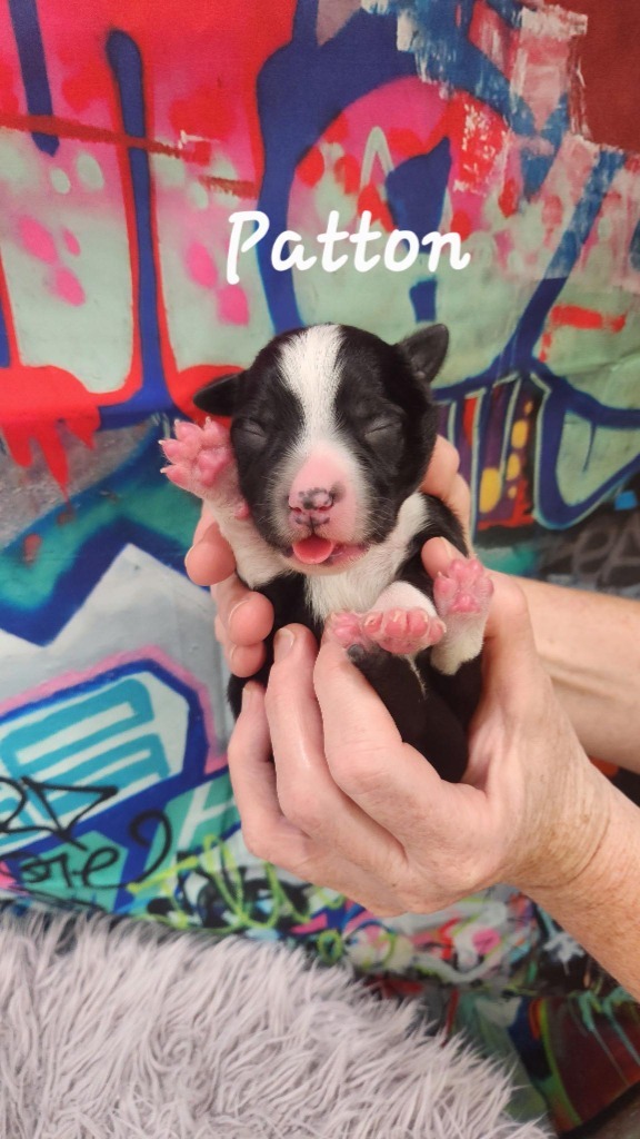 Patton